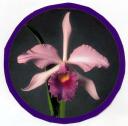 orchid