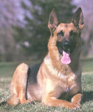 germanshepard